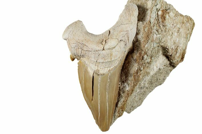 Huge Otodus Shark Tooth Fossil in Rock - Morocco #257668